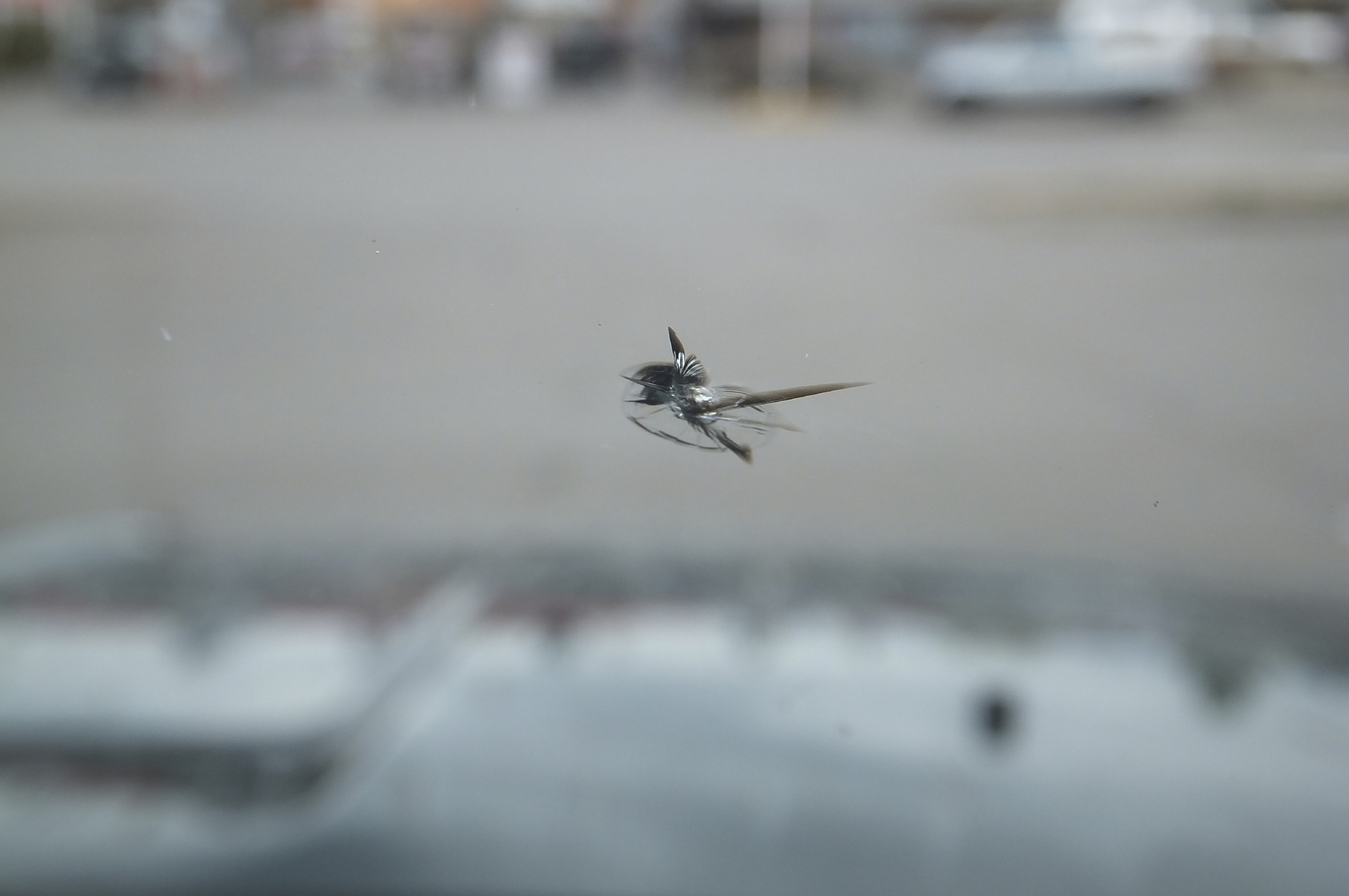 Windshield Repair